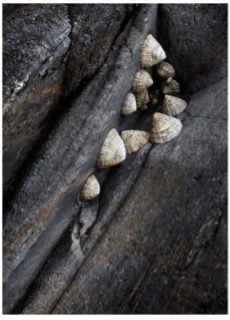 A picture containing limpets stuck on rocks - example
